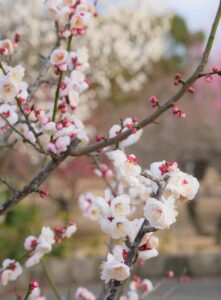 PDTによるニキビ治療の効果はどれほど期待できるのか？