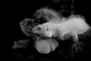 ニキビの圧出とはどんな影響があるの？