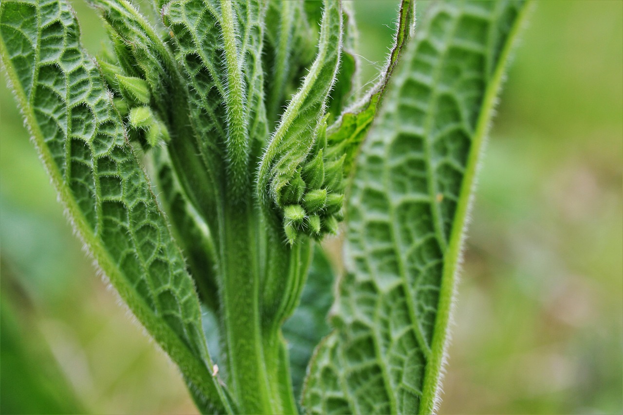 漢方によるニキビ治療は皮膚科で効果的なのか？