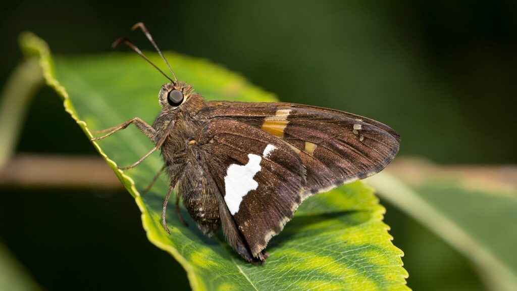 ニキビに漢方の効果は本当にあるのか？