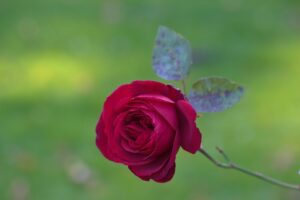 ニキビが何年も治らない理由とその対策は？